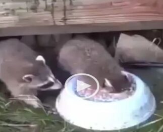 Dos compares en un Bar, apuesta del cubo de agua