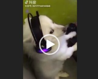 A los perros les gusta ver la tele y si la peli es picante ya ni te cuento….(Vídeo)