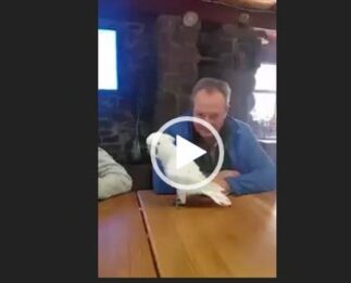 La cacatúa que baila el ‘Despacito’ de Luis Fonsi, siendo la envidia de muchos.