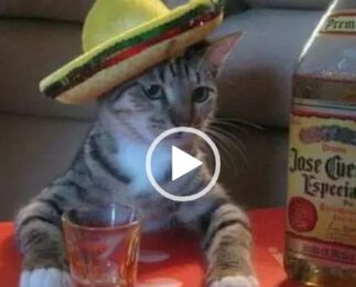 Cuando llegas a casa borrach@ y te toca disimularlo delante de tus padres.