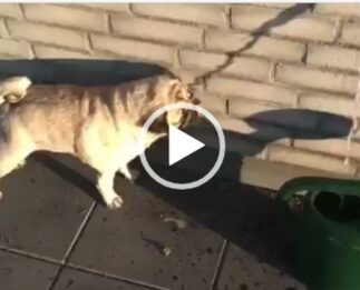 Perro tratando de beber de una sombra.
