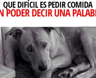 Unas imágenes valen más que mil palabras.