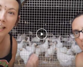 El gallo de las compañeres veganas anticatalistas de Santuario animal, Almas Veganas,  se ha escapado y sigue haciendo de las suyas