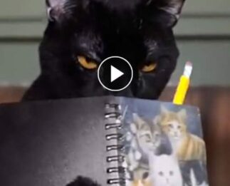 Así sería si los gatos hablasen -Diario de un gato – By Steve Cash