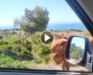 El video viral de la vaca que indica el camino a las playas de Bolonia en Tarifa