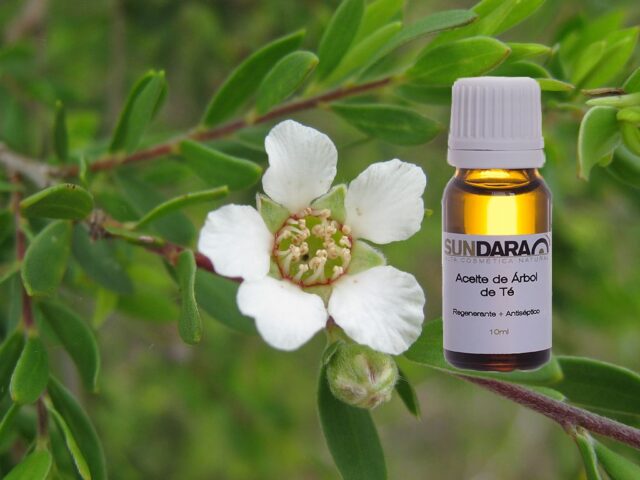 Esencia de Árbol del Té