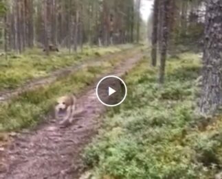 Este perrito de caza es el P. Amo del bosque, que tiemblen los conejos 🤓