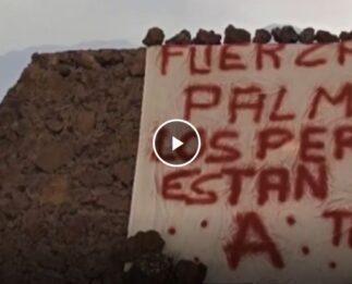 Han sido rescatados los perros atrapados en estanque de La Palma