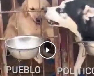 Dos perro comiendo nos dicen como se comportan algunos políticos con el pueblo.